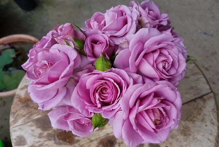 3种花太漂亮了，四季都开花，花型美丽，养护简单，很适合阳台种植