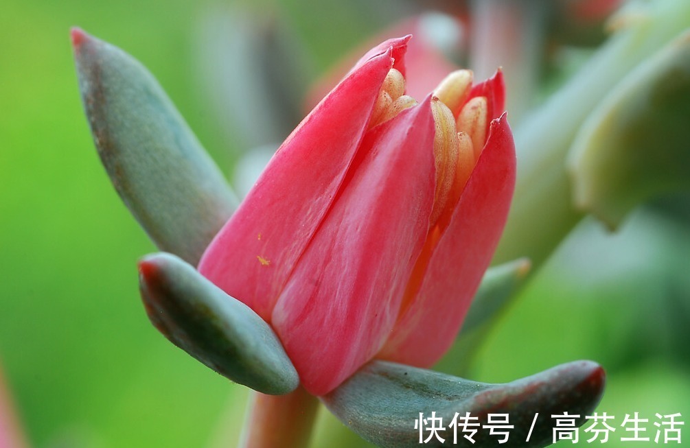 观音莲|开花会死的多肉名单,你家要有养,看见花箭就“给一刀”