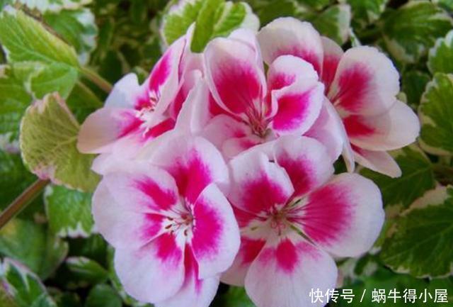 开花|天竺葵冬季想要开花,现在给它做“4步”,花苞蹭蹭冒出来