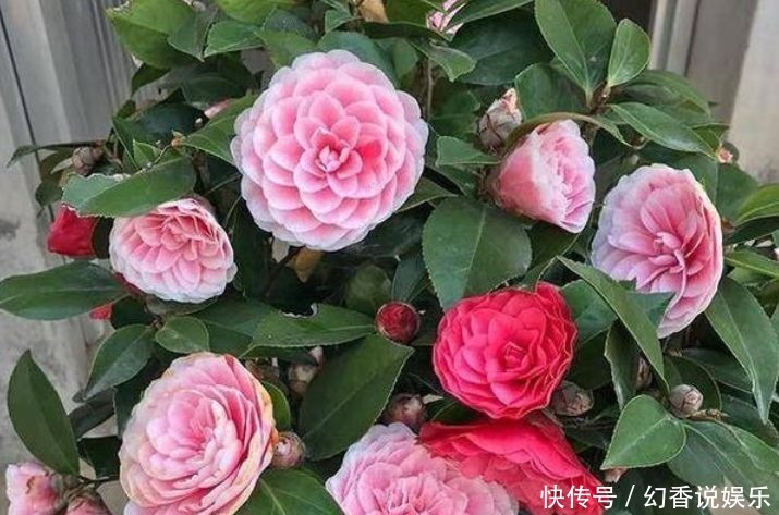 超仙|超仙的4种花,四季开花不断,漂亮似牡丹,对待新手很友好