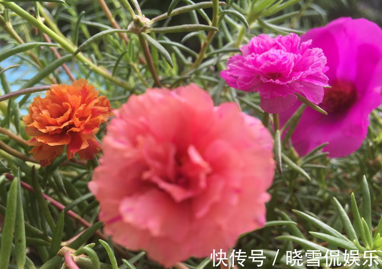 花儿|秋天的太阳花，给点肥剪一剪，从瘦弱变得茁壮，花儿更多