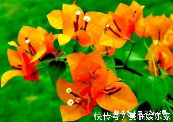 喜欢三角梅,不如首选“优良名品”柠檬黄三角梅,花开艳丽多姿!