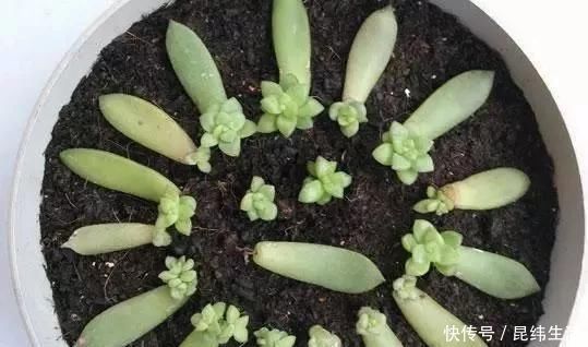 养花|养花爱好者看过来这15种花现在“扦插”,生根快,一个周就长芽