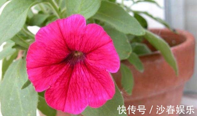 阳台变成“美花海”,全靠这2种花,花色明亮,花朵成簇