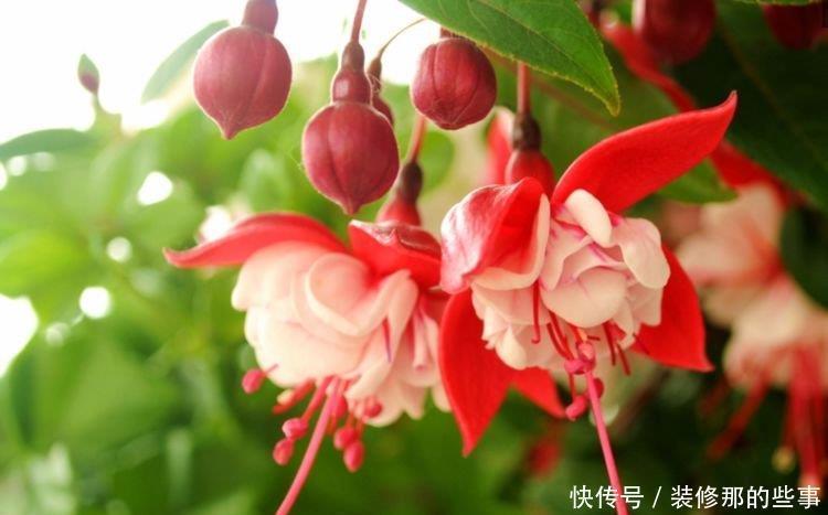 4种花美的出奇,婀娜多姿,绚丽多彩,美到让人窒息!