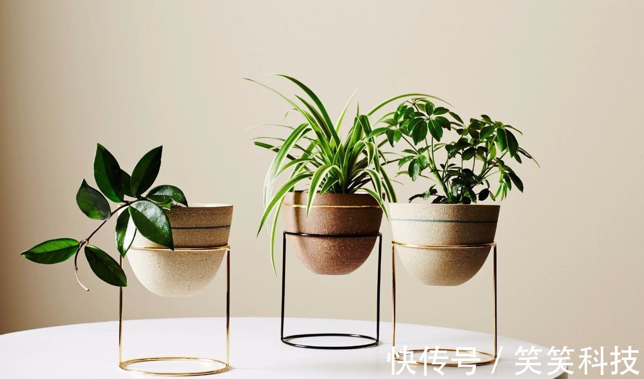 盆栽|养花10多年总结的室内养花技巧,让新手也能养好花,避免叶黄