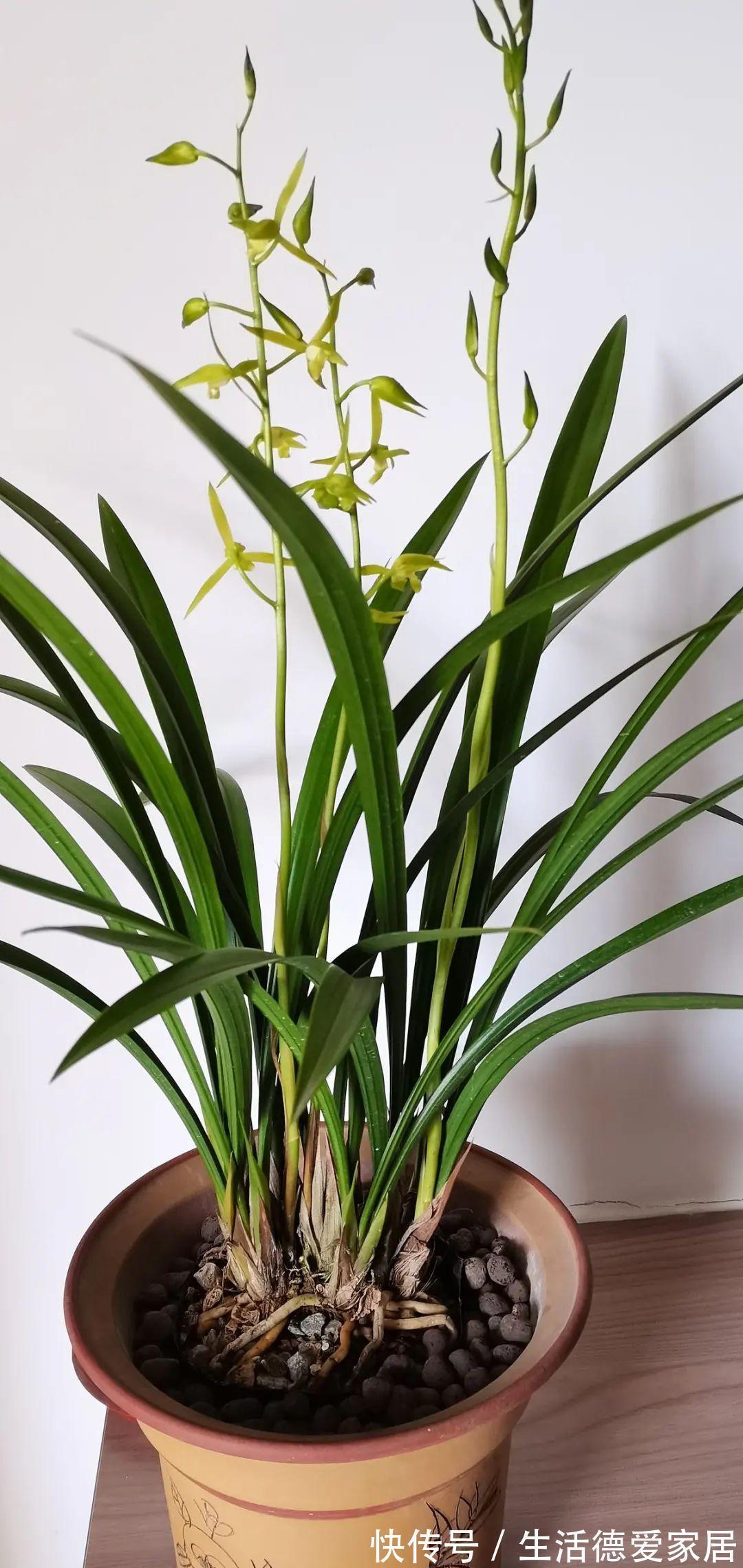 绿萝|绿萝穷养,兰花富养,才能养成宝贝,你真的懂吗?