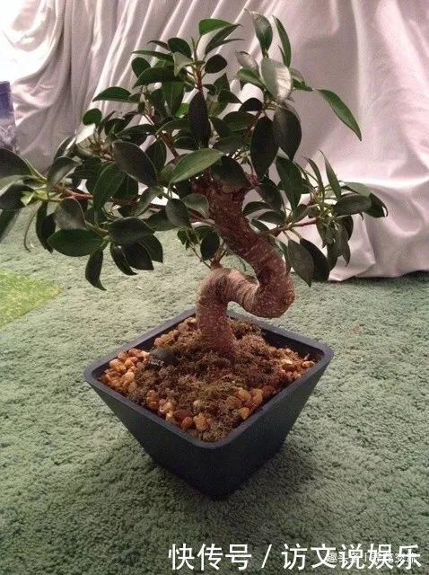 土壤|养几年的盆景植物在早春的时候没有移栽,那真是亏大了