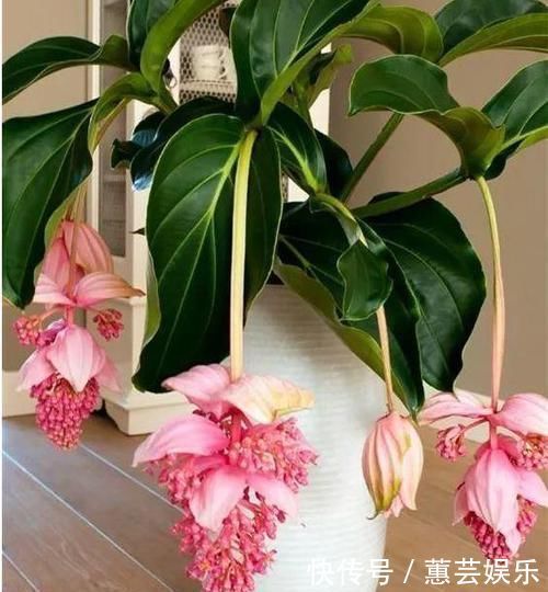 这些花卉美过玫瑰,一年四季花开不停,花大色艳很漂亮,谁养谁爱