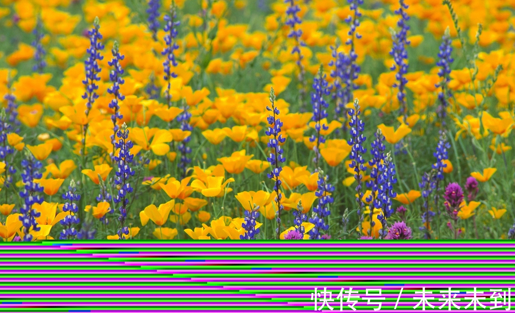 佳作$情诗八首,其中一首是梁武帝萧衍的五言佳作,您喜欢吗