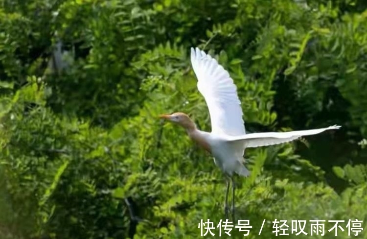 晓露@七律 梦中思(七首)