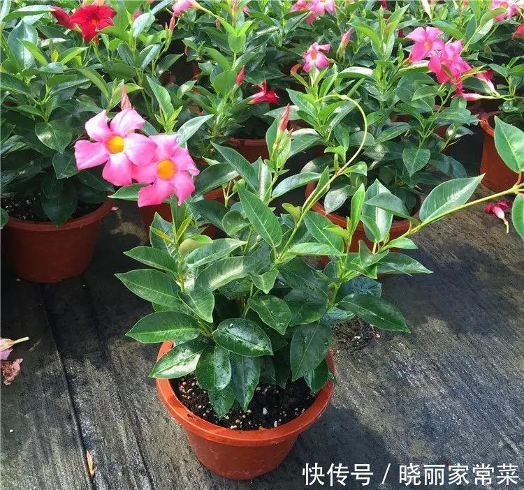 瓶瓶罐罐|养花很容易上瘾,一个“中毒太深”的花友自述,看完你还敢养花吗