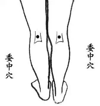 委中穴|百病都从湿气起,找到身体排湿口,调病就成了一半!肝病不近身!