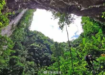 极危物种|云南天坑接连发现百年极危物种