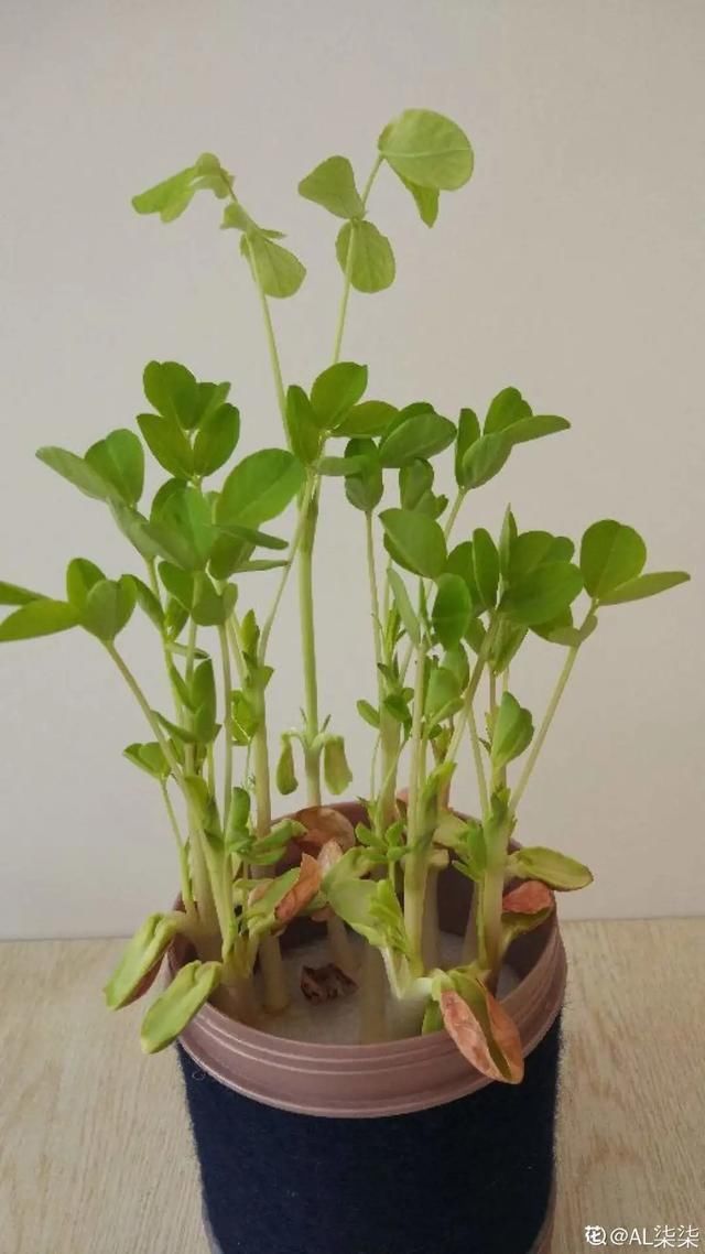 1粒花生丢水里,呼呼长成小森林,这艺术品给钱也不卖