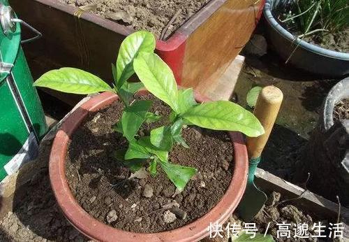 板结|养花土里埋点它,开春不用换盆了,土壤疏松又肥沃,养啥花都旺!