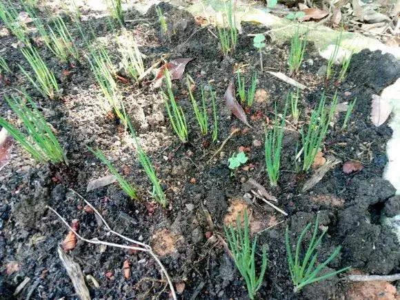 日照|阳台种小葱,注意3点,叶子猛蹿,割了一茬又一茬,收获不断!