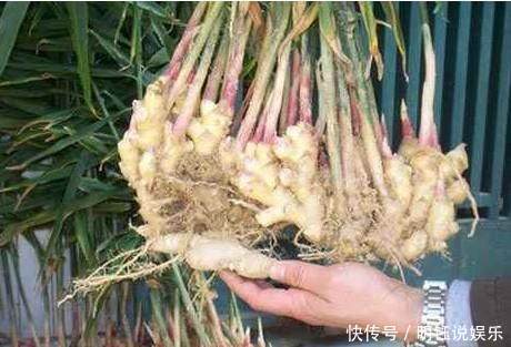 爷爷在家盆栽生姜，邻居都笑他老糊涂，可长出来的东西却美爆了！