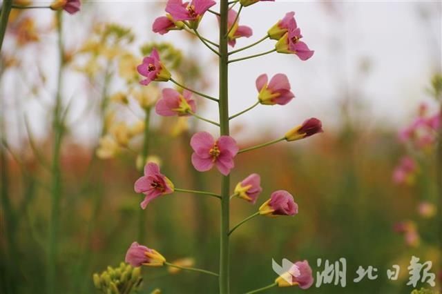 七彩油菜花提前上线，打翻了春天的调色盘！