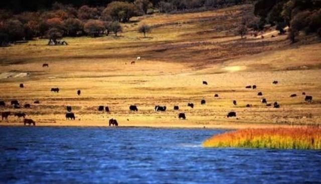 云南一大型公园火了，距香格里拉市城区22公里，位列5A门票40元