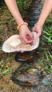 |搞笑GIF段子：珍珠归你了，那这肉能不能归我啊