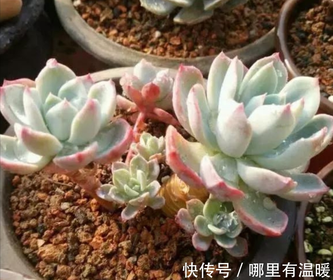 松针土|养花营养土不用买,4种材料搭配起来,松软又肥沃,养啥花都旺