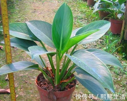 高锰酸钾|养花招了介壳虫,看着难受花卉长得差,怎么灭虫好方法教给你