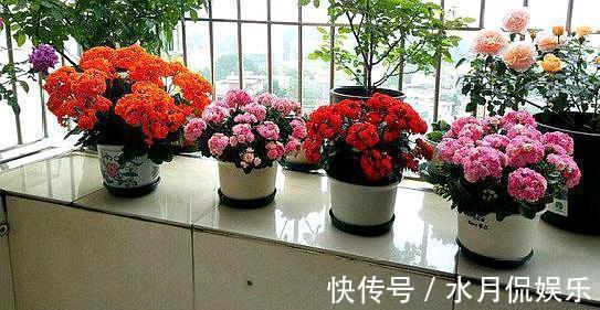 养长寿花,换盆记住“正确时间”,操作得当,才能快生长,开爆盆