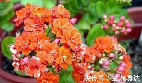 家里的橘子皮别丢了,用来养长寿花,酸性大肥力足,叶绿开花美!