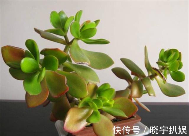 有3种“耐阴树”很好养,掐片叶子“铺”盆里,30天长成小绿树!