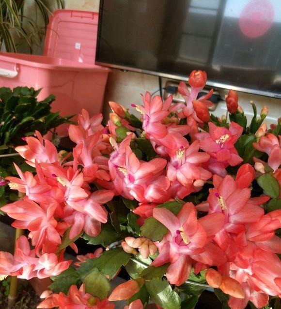 养蟹爪兰,土里加点“料”,叶片厚实硬邦邦,奋力开花一百朵