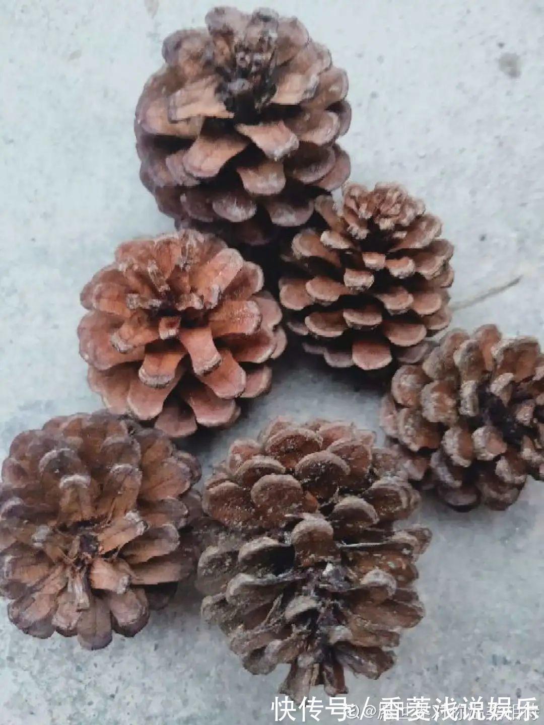 1把核桃垫盆底,不烂根、不招虫,疯长停不下来!