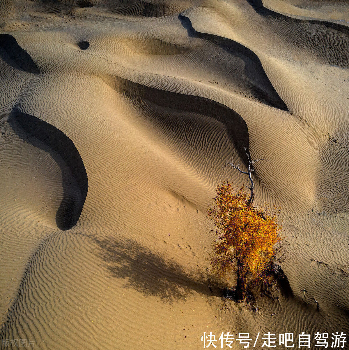 塔克拉玛干沙漠|一眼万元！国内最贵景区，一张门票3500元，外国人30万，它凭啥？
