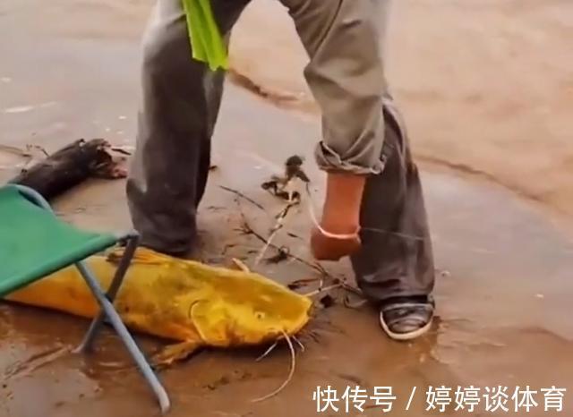 水质|罕见!黄河“巨型黄辣丁”被人钓起,钓友:太大了,还能吃吗