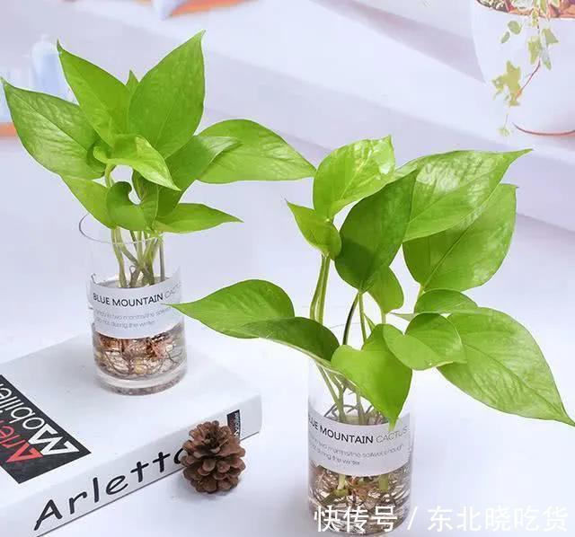 常见5种室内花，漂亮又好养，花语很吉利，你更喜欢哪一种呢