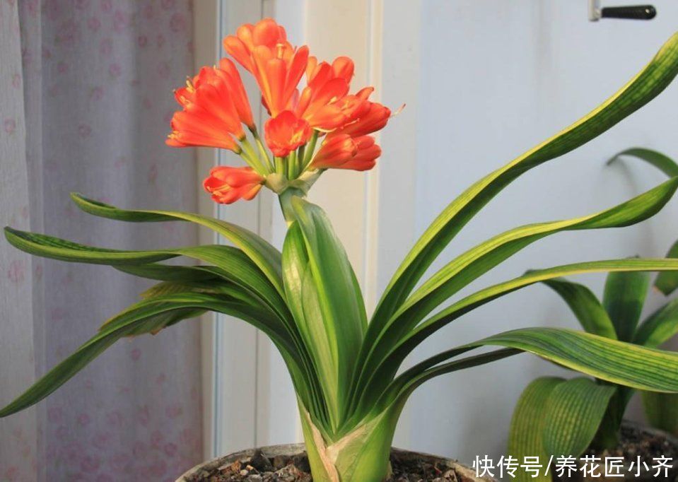 叶绿|七八月份是君子兰“难养期”,要做好“2不1少”,才能叶绿根壮