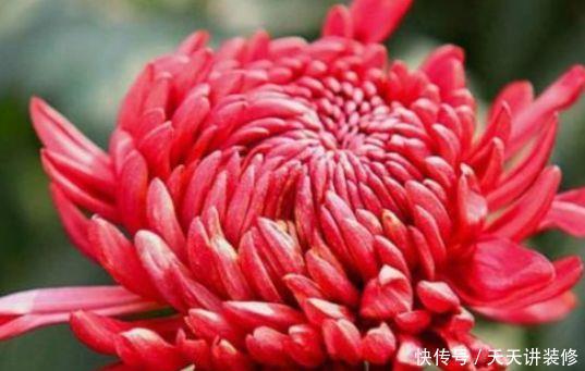 格调|农历5月11号开始,最适合养这些花,花色妖艳妖娆,提升格调品味