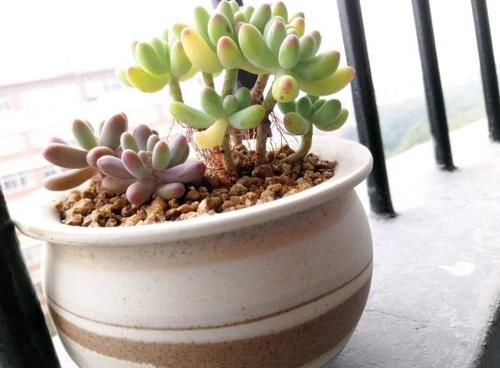 新手养多肉植物，春天牢记3个字，根不烂，个个胖嘟嘟