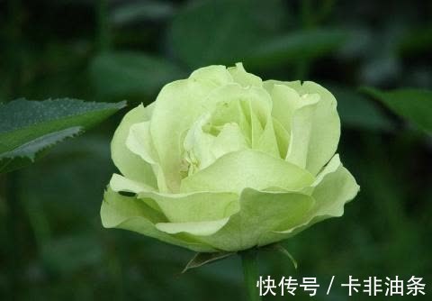 宝贝|会把老婆当“宝贝”的四大生肖，成天宠爱老婆，无话不说