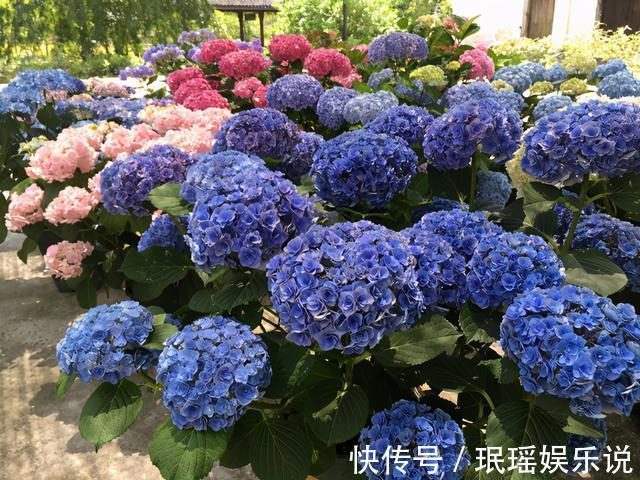 铁线莲|家有小院?养几种“不死花”,从来不用管,花开一片,延绵不断