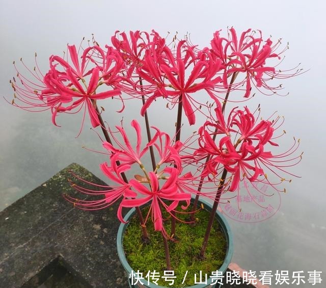 被名字耽误一生的花,好看不敢养,又叫“亡人花”,很美很凄凉