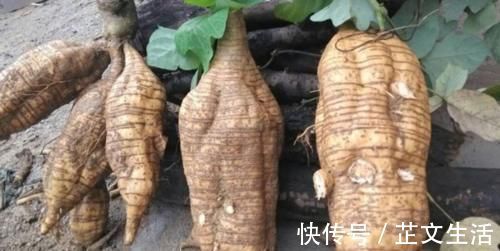 葛根|10个女性9个有妇科病，每周吃3次，活血化瘀，子宫更健康！