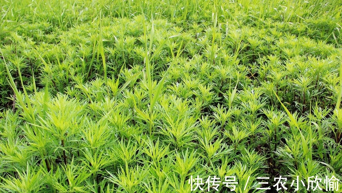 回家|长在水边的“艾草”，见到请摘一把回家，营养好，炒腊肉是一绝