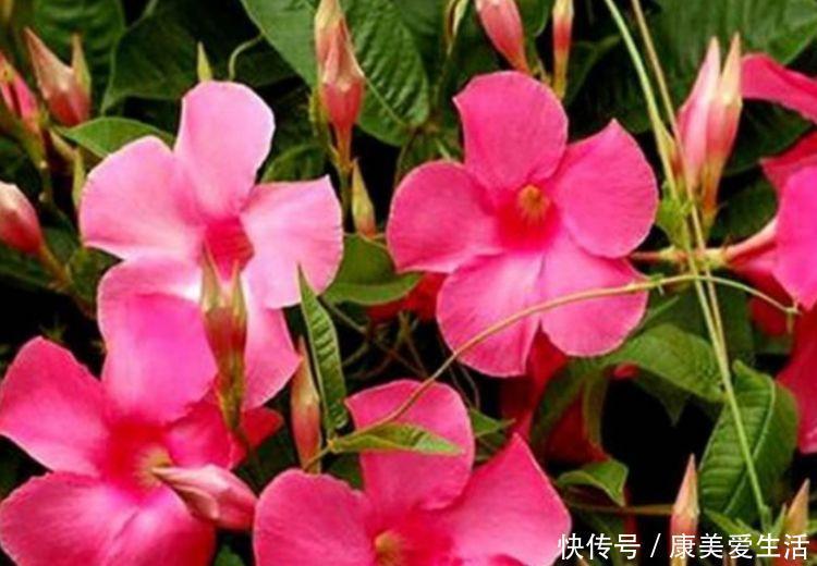 4种花漂亮又好养,比牡丹好看,养上一盆四季欣赏,好养活还不贵