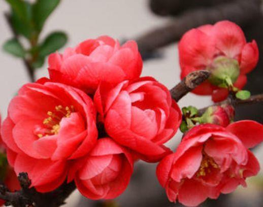 适合养在客厅的植物,好养易打理,新手也能养很好