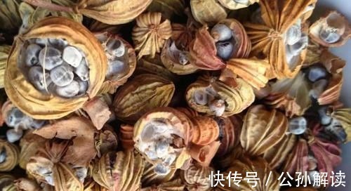 炖肉时,不管是什么肉,加这2味料,肉越炖越烂、越炖越香