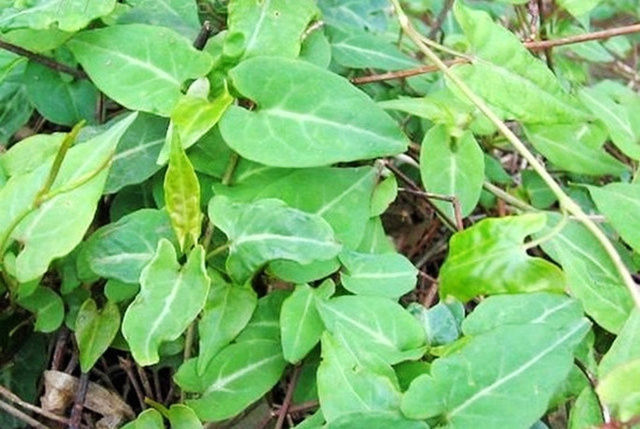 狗尾巴草|这个很有意思的中药,没想到清热效果这么好!