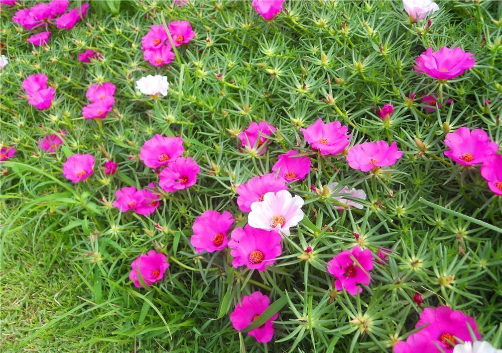 铜钱草|狠心“剃头”效果好,养花就该这样做,特别是对它们