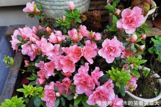 公认难养的6种花,新手慎买,养不活还浪费钱!