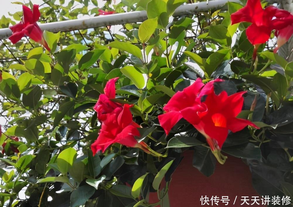 鲜艳|适合夏天养的“4种花”,越晒太阳,花越多越鲜艳越美丽